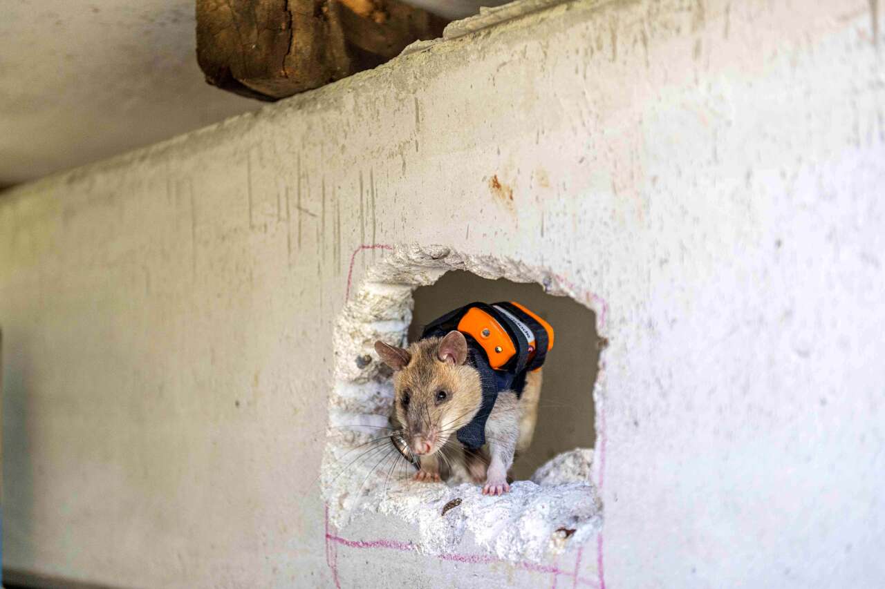 Dünya’da ilk olan uygulama Türkiye’de! Enkaz altında kalanları fareler kurtaracak 6